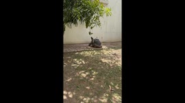 Pet tortoise goes viral for desperately trying to eat mangoes dangling from tree