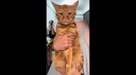 Cat reacts to owner singing and dancing in Hubei, China