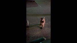 Curious raccoons approach car at drive-through in Farmington, New Mexico, USA