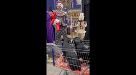 Rottweilers startled by Halloween displays in Catskill, New York, USA