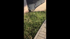 Angry dog barks through gate in Temirlanovka, Kazakhstan