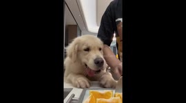 Golden retriever excitedly enjoys an orange snack in Fujian, China