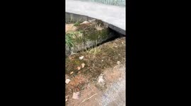 Puppies playing in the mud in Fujian, China
