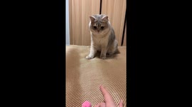 Cat shows impressive ball-catching skills in Fujian, China