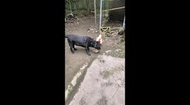 Playful rooster and dog chase in Sichuan, China