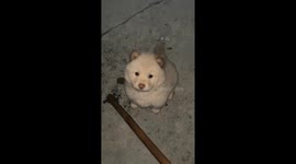 Puppy cries adorably after failed jump in China