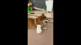 Shiba Inu loses patience with toy bunny in Jiangsu, China