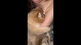 Shy cat hides its face in Guangdong, China