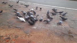 Pigeons are eating food. Pigeons are happily eating the food given on the road in odisha.
