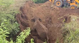 Mother elephant and calf dug out of 25-foot-deep well in 2-day operation