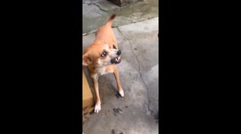 Black dog in high heels teases brown dog in Jiangsu, China