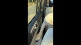 Dog surprises owner by opening car window in Hebei, China