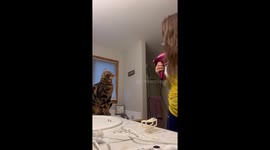 Curious cat investigates hair dryer in Fort Wayne, Indiana, USA