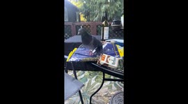 Pigeon mistakes cigarette for food in Seattle, Washington, USA