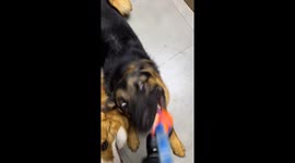 Dog refuses to let go of toy while shaking in China