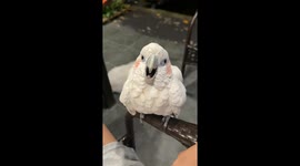 Noisy cockatoo shows off loud scream in Jiangsu, China