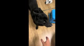 Black dog avoids being touched in Guangdong, China