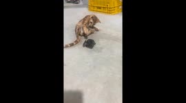 Kitten startled by loud frog sound in Guangdong, China