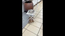 African spurred tortoise demonstrates surprising strength in Fujian, China