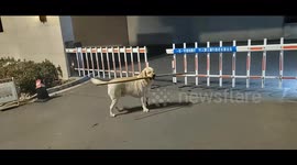 Persistent Labrador Retriever figures out how to pass gate with long stick in Shandong, China