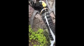 risky tabby cat balances fearlessly on tall cactus in Sichuan, China