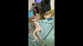 Fearless Sphynx cat takes on two dogs in Jiangsu, China