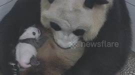 China: Giant panda twins at Shanghai park celebrate one month of healthy growth