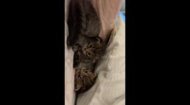 Two playful kittens steal hearts in Instagram clip
