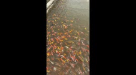Koi fish happily floated to the surface of the water and moved, creating waves as the man approached the pond