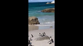 Two African penguins kissing on a rock at Boulders Beach, South Africa. Sweet and intimate close-up moment in nature.