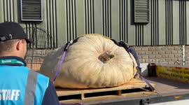 Gardeners unload giant produce for Malvern Autumn Show
