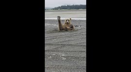 Interrupting a Bear's Private Moment