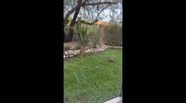 Brave Tortoise Squares Up to Bobcat