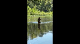 Couple Rescues Cedar Waxwing From Blue River