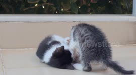 Adorable Kitten Chaos: Witness Two Playful Strays in Action!