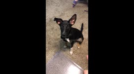 Adorable Puppy Learns