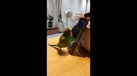Parrot Watching Short Video, How Smart!