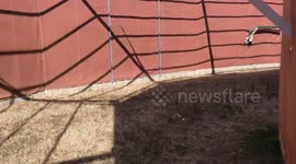 Spain: Young Hawk Soars Free After Rehabilitation In Spain