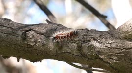 Be very wary of the Hairy Mary! The hairy caterpillar whose poisonous hairs cause rashes and worse.
