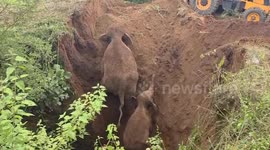 Longer Version_Mother elephant and calf dug out of 25-foot-deep well in 2-day operation
