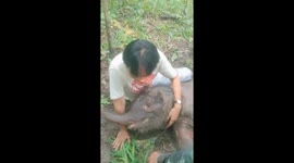 Injured baby elephant rescued after being abandoned in forest by mother
