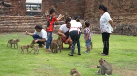 A family of humans interacting with a family of monkeys at Lopburi, Thailand.