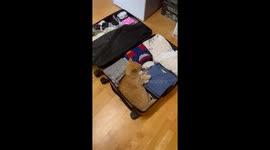 Orange Cat Packs Herself For Vacation