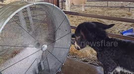 Baby Donkey Enjoys Fan