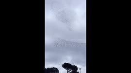 Stunning bird murmuration captivates locals in Italy
