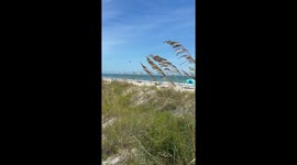 Butterfly migration at Murrells Inlet beach, South Carolina, USA
