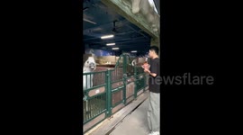 Little horse goes viral for hilarious tantrums - screams and kicks when not fed