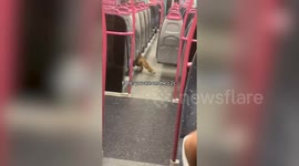 Fox jumps on train home petrifying commuters
