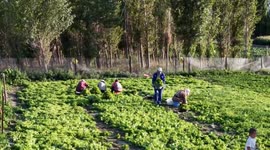 China: Xinjiang village stands out for rural revitalization