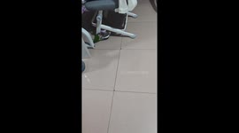 Playful parakeet pulls on friend’s tail in Jilin, China